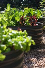 12 Tips To Help You Start An Edible Garden