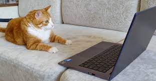 Кот за компьютером | Пикабу