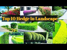 Hedge Plants For Landscape