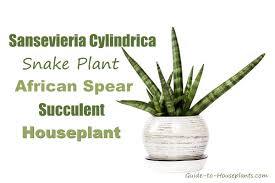 Cylindrical Snake Plant Sansevieria