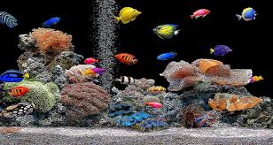 50 free 3d fish tank wallpaper