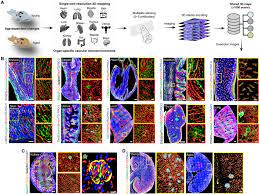High-resolution 3D imaging uncovers organ-specific vascular control of  tissue aging