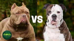 american bully vs american bulldog