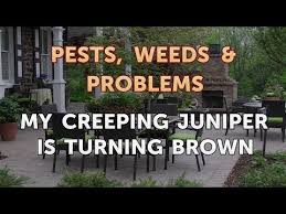 my creeping juniper is turning brown