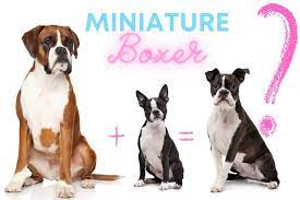 are miniature boxers real boxer dog
