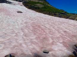 In den alpen wundern sich bergsteiger aktuell über ein naturphänomen, den sogenannten blutschnee. Ø§Ù„ÙˆØ³Ù… Blutschnee Ø¹Ù„Ù‰ ØªÙˆÙŠØªØ±