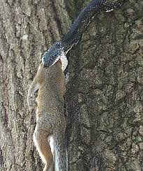 on farm pest control rat snake with