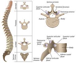 Five pairs of lumbar spinal nerves labeled l1 to l5 branch off your spinal. Spine Fractures Surgical Treatments For A Broken Back Hss