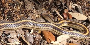 snake in the garden danger noodle or