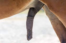 Sheath cleaning; why and when. - Little Rock Equine Vets