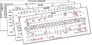 Dentalabels Charting System Smartpractice Veterinary