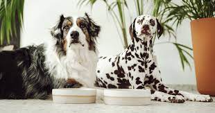 List Of Dog Friendly House Plants Pawness