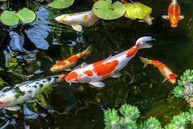 Five Easy Fish Pond Plants To Grow