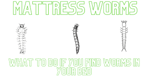 how to get rid of mattress worms what