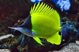 Her scientific name is acanthurus leucosternon. What Types Of Fish Are In Finding Nemo Characters From The Disney Film