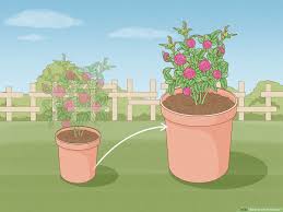 how to plant flowers 13 steps with