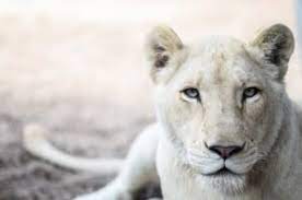top three white lion facts