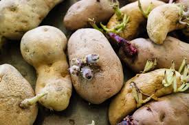how to grow potatoes planting tips
