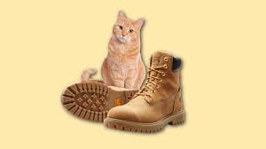 why do my boots smell like cat how
