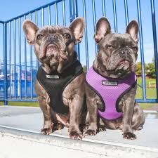 Frenchie Duo Reversible Harness Purple And Silver