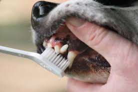 essing dog s gums dog gum color is