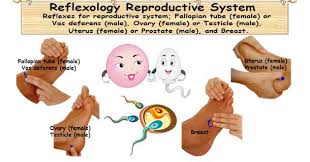Reflexology Reproductive System 4 Reflexes For Foolproof