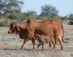 All about the brahman cattle breed, information, characteristics, temperament, milking,skin,meat, health , care, raising, breeding,feeding, breed associations,where to buy and much more. Prices Fixed On Poll Red Brahman Target Queensland Country Life Queensland