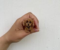 miniature realistic poodle dog life