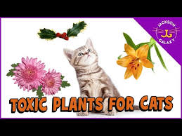 Plants That Are Toxic To Cats