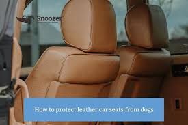 Protect Leather Car Seats From Dogs
