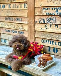 dog friendly restaurants cafes