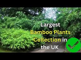 Bamboo Garden Uk Kew Bamboo Garden Uk