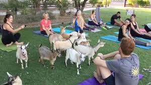 goat yoga las vegas offers an adorable