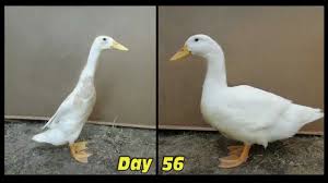 Duckling To Duck In 60 Seconds