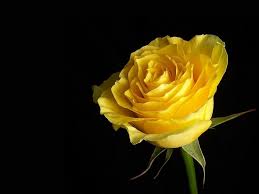beautiful yellow rose flowers