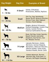 Choosing The Right Dog Leash For Your Dog Size And Type