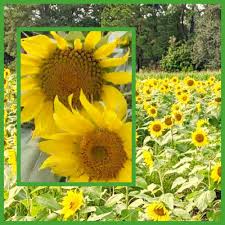 spiritual meaning of the sunflower