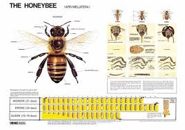Wall Chart Honey Bees Bee Keeping Honey Bee Life Cycle