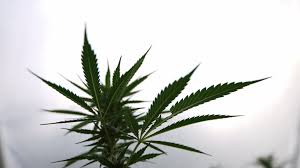 The maine medical use marijuana program exists to ensure and facilitate an efficient, responsible and legal medical marijuana environment within the state of maine. Feds Withdraw Health Grants For Schools That Allow Medical Marijuana Maine Official Says Marijuana Moment