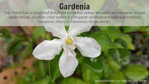 herbal magick gardenia lilith dorsey
