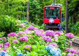 5 gorgeous hydrangea gardens near tokyo