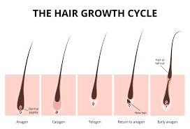 baby hair vs breakage here s what you