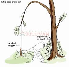 top 3 rabbit snare traps survival