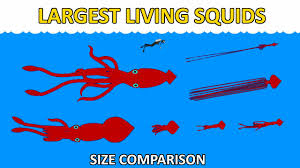 largest squids size comparison real