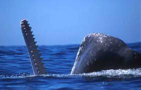 how whales hunt jumbo squid