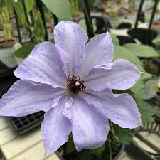 Hardy to zone 6, will grow in zone 5 but there is a risk of winter kill; 5 Clematis Varieties That Work Well In Alberta Gardening With Sharon