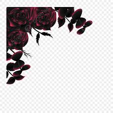 black pink rose flower ilration