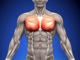 7 best upper chest workouts exercises