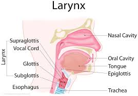 Larynx Voice Box Definition Function Anatomy And Diagram