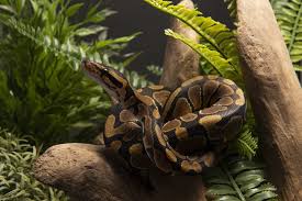 ball python care for beginners